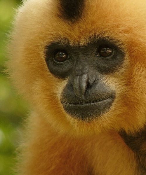 Nomascus gabriellae — Gelbwangen-Gibbon