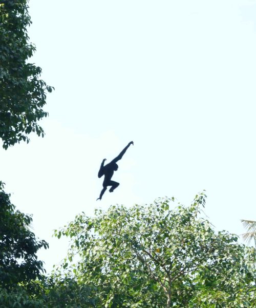 Hoolock Tianxing Gibbon springt durch die Baumkronen