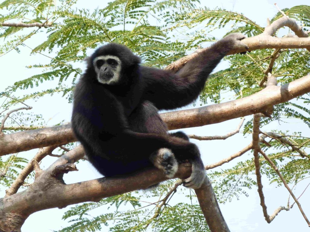 Weisshand-Gibbon (Hylobates lar) auf einem Ast