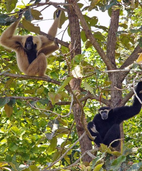 Kappen-Gibbon Paar (Hylobates pileatus)