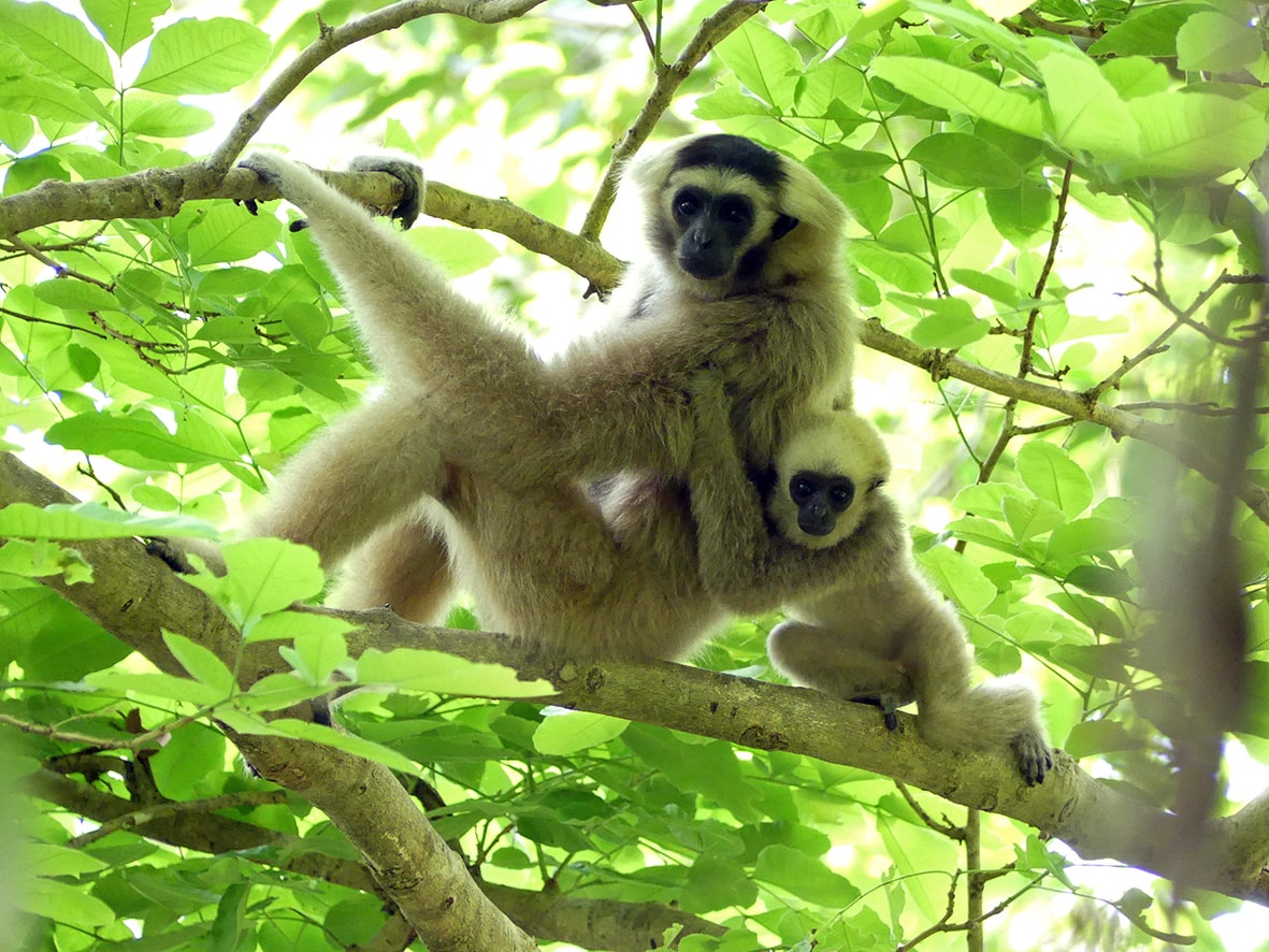 Kappen-Gibbon (Hylobates pileatus)