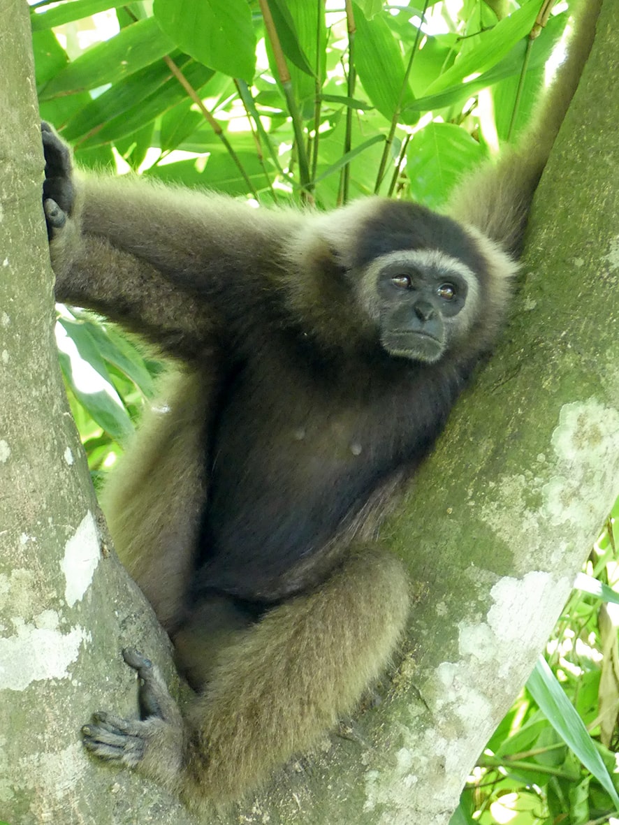 Weisshand-Gibbon (Hylobates funereus) — Nahaufnahme