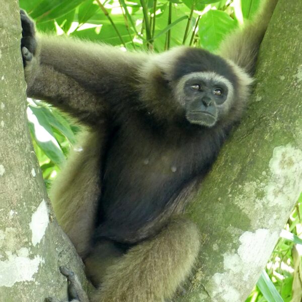 Weisshand-Gibbon (Hylobates funereus) hängt in den Baumwipfeln