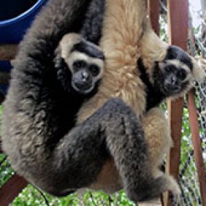 Angkor Protected Forest, Kambodscha