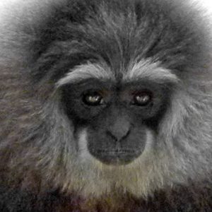 Gunung Halimun Salak Nationalpark, Java