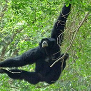 Hadabuan Hills, Sumatra