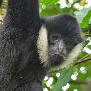 Vu Quang Nationalpark, Vietnam