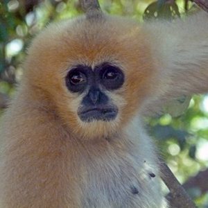 Xuan Lien Naturreservat, Vietnam